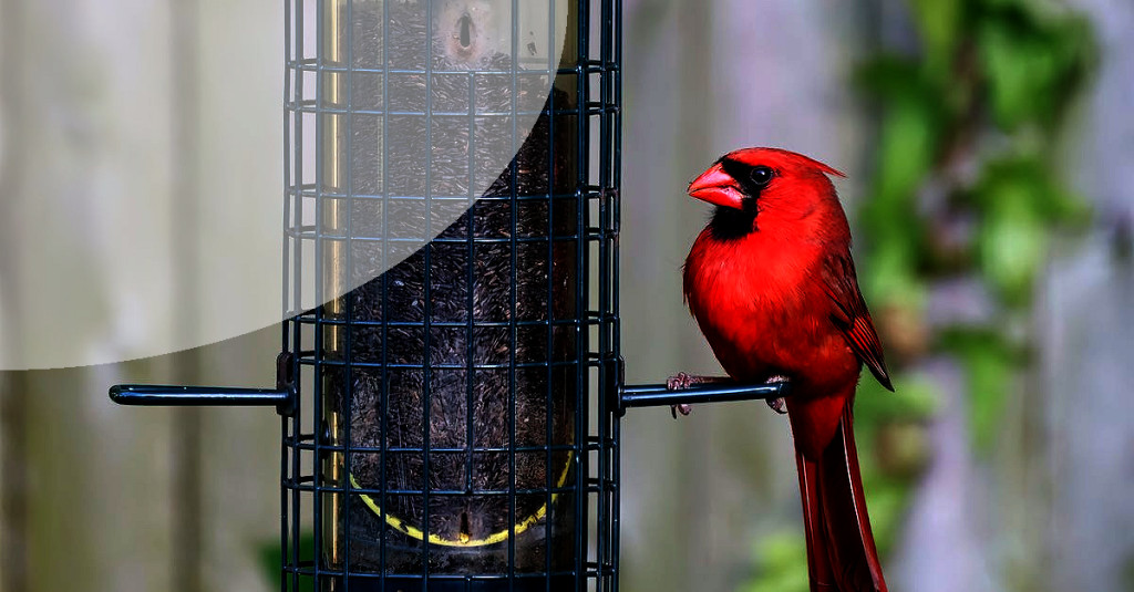 5-go-nuts-pinecone-bird-feeder