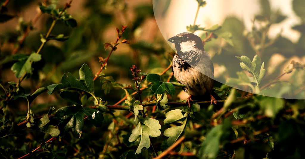 DIY Bird Feeder Ideas for Your Garden