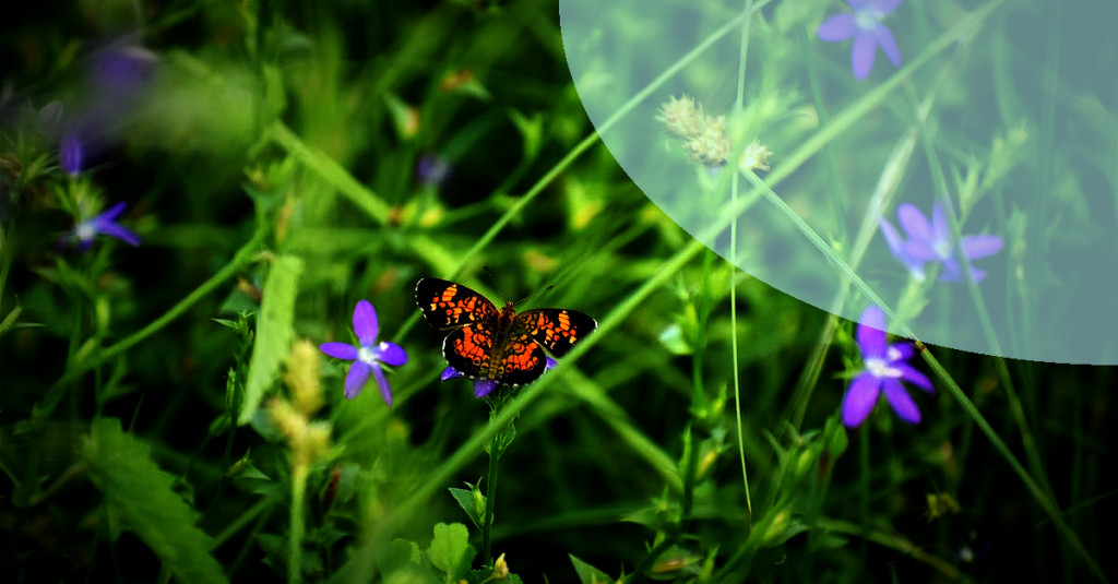 DIY Guide: Creating a Butterfly Garden