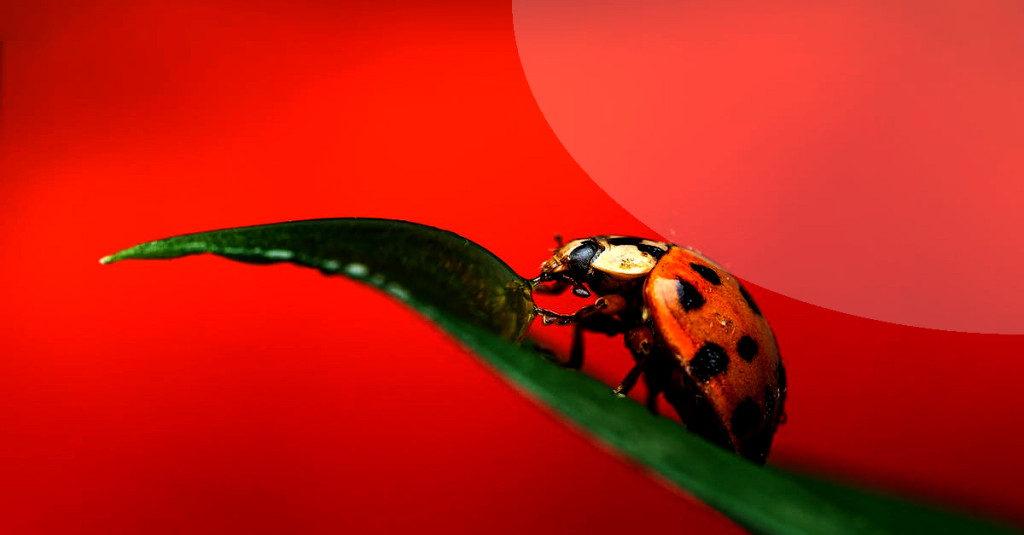 Easy ways to make a garden ladybug