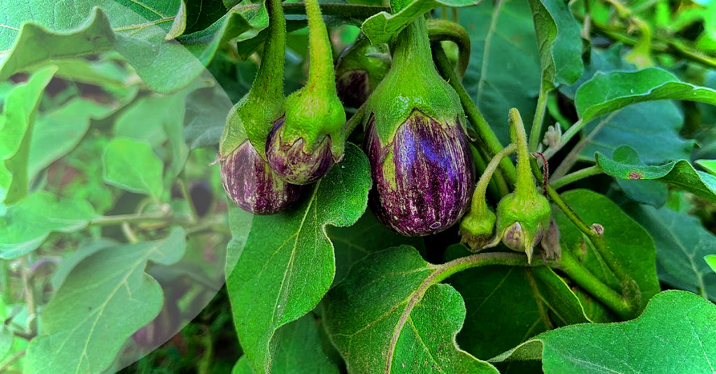 From Seed to Harvest: A Guide to Growing Vegetables in Your Garden