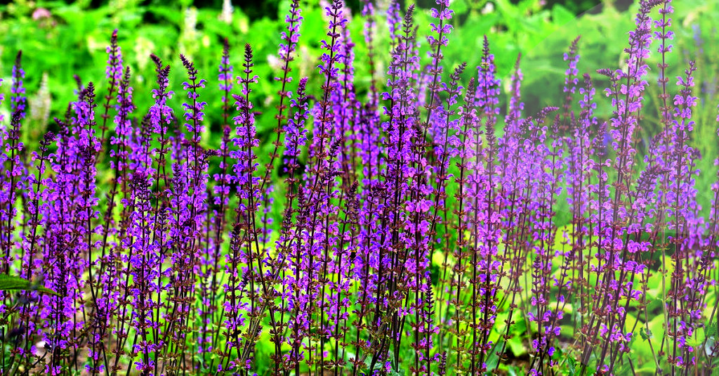 Growing Your Own Herbs: Tips and Techniques to be a Pro