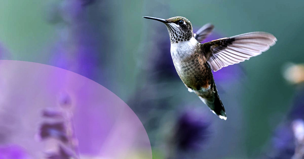 How to Create a Garden That Attracts Hummingbird Moths