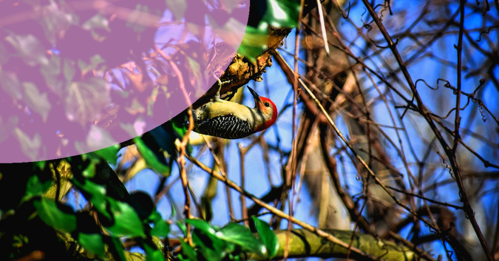 inspiration-from-nature-green-foliage-and-blue-skies