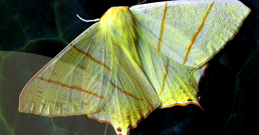 step-5-hang-your-butterfly-feeder