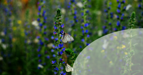 Best Way to Attract Butterflies to Your Garden
