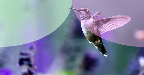 How to Create a Garden That Attracts Hummingbird Moths
