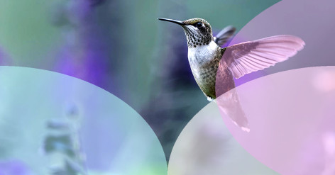 How to Create a Garden That Attracts Hummingbird Moths