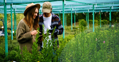 How to Grow Zucchini in Your Garden